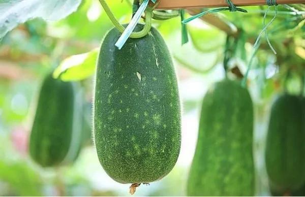 脂肪肝、湿气重吃它最好!这样料理利水排脓