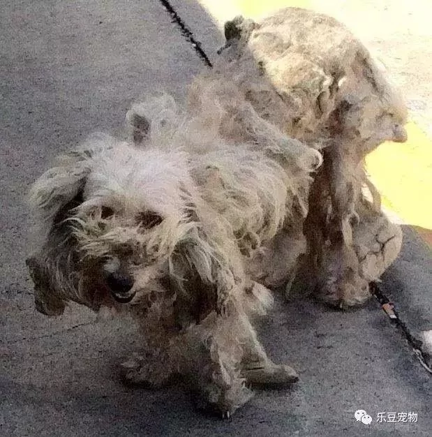 流浪狗讨食 没人愿给 带回家后才知颜值这么高!