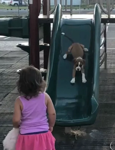 萌趣十足!美两岁女童教爱犬玩滑梯