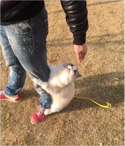 网友带布偶猫出去玩 猫咪耍赖爬裤子上求抱抱 网友:女友看见又要吃醋了!