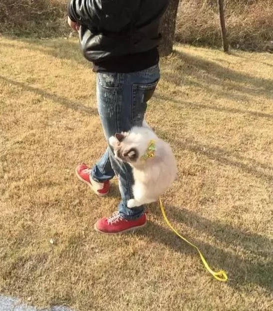 网友带布偶猫出去玩 猫咪耍赖爬裤子上求抱抱 网友:女友看见又要吃醋了!
