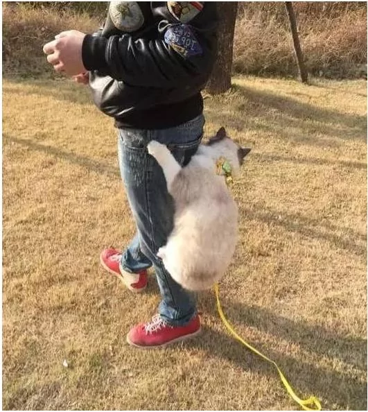 网友带布偶猫出去玩 猫咪耍赖爬裤子上求抱抱 网友:女友看见又要吃醋了!