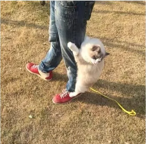 网友带布偶猫出去玩 猫咪耍赖爬裤子上求抱抱 网友:女友看见又要吃醋了!