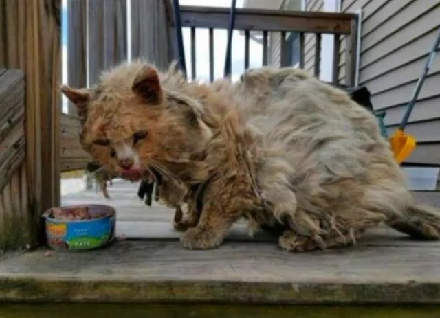 好心人收养猫咪 丑猫变俊猫 网友:这个逆袭真华丽!