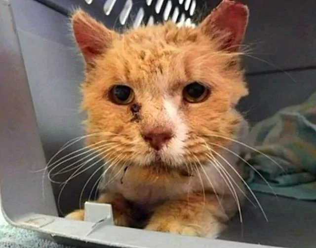 好心人收养猫咪 丑猫变俊猫 网友:这个逆袭真华丽!