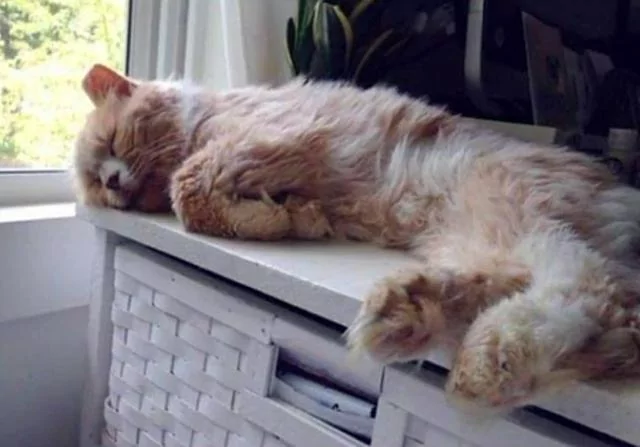 好心人收养猫咪 丑猫变俊猫 网友:这个逆袭真华丽!