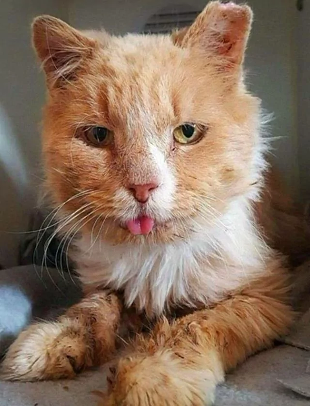 好心人收养猫咪 丑猫变俊猫 网友:这个逆袭真华丽!