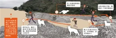 小伙被恶犬追咬跳江:浑身流血 呼救50分钟!