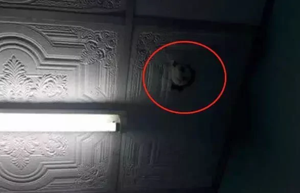 我把猫咪关进阁楼 睡觉感觉瘆得慌 开灯一看网友笑喷:自作自受啊!