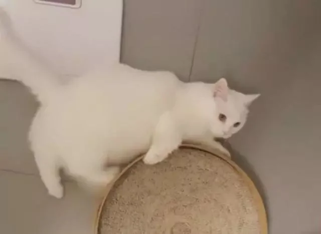 我把猫咪关进阁楼 睡觉感觉瘆得慌 开灯一看网友笑喷:自作自受啊!