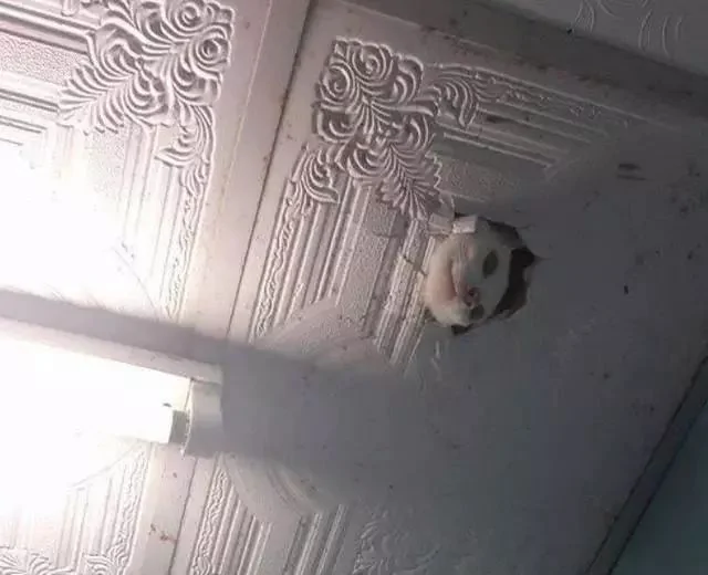 我把猫咪关进阁楼 睡觉感觉瘆得慌 开灯一看网友笑喷:自作自受啊!