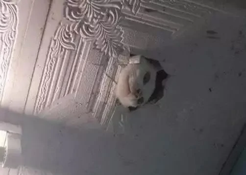 我把猫咪关进阁楼 睡觉感觉瘆得慌 开灯一看网友笑喷:自作自受啊!