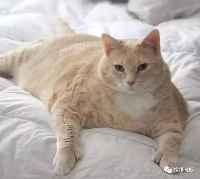 巨无霸胖橘 30斤的体重让新主人头都大了 减肥吧!