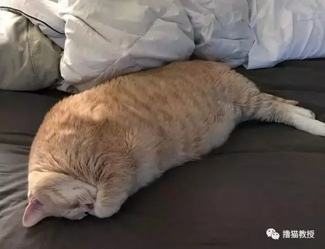 巨无霸胖橘 30斤的体重让新主人头都大了 减肥吧!