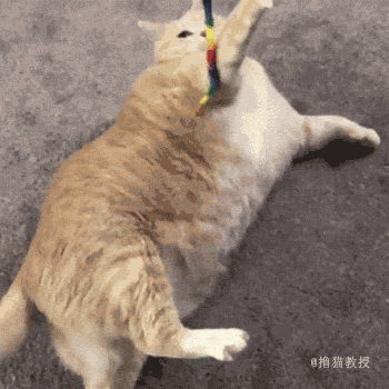 巨无霸胖橘 30斤的体重让新主人头都大了 减肥吧!
