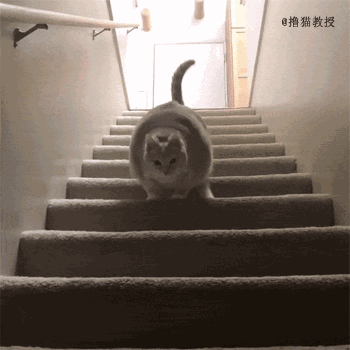 巨无霸胖橘 30斤的体重让新主人头都大了 减肥吧!