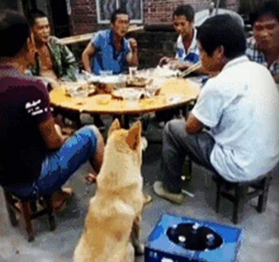土狗就是聪明!这样的讨饭技能 想必其它狗狗这辈子也学不会!