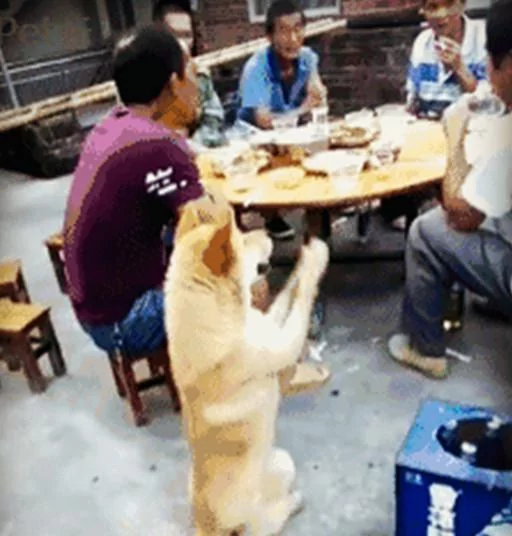 土狗就是聪明!这样的讨饭技能 想必其它狗狗这辈子也学不会!