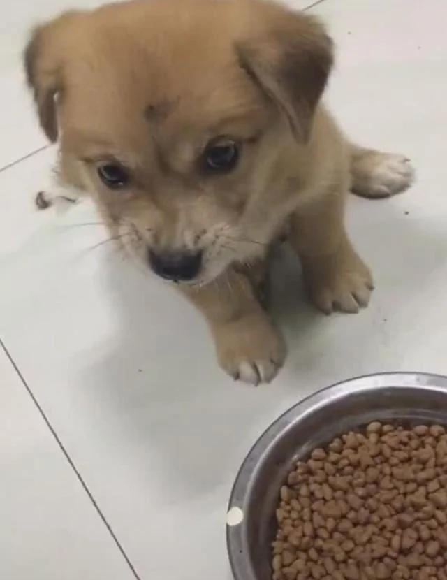 捡来的小土狗 给狗粮不吃 就爱吃主人吃的饭!