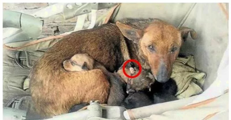 路人发现流浪狗怀里有一根人的手指 仔细看后一路狂奔到医院!