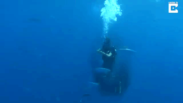 鲨鱼逼近 鱼群围绕潜水员形成“防护罩”！