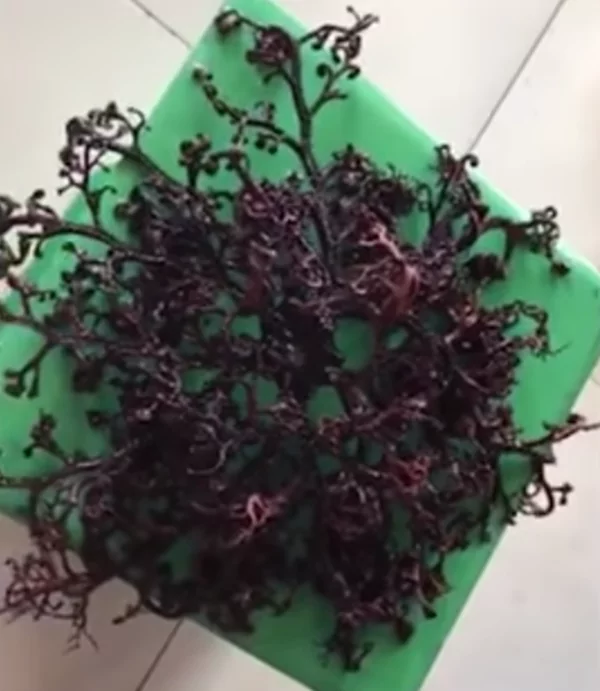 越南海滩惊现神秘生物 扭动数百触角酷似外星怪物 您见过吗?