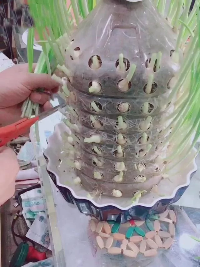 教你用“塑胶桶”种蒜苗 半个月后大丰收 又甜又好吃!