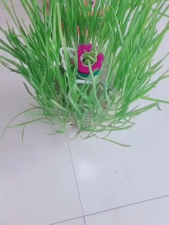 教你用“塑胶桶”种蒜苗 半个月后大丰收 又甜又好吃!