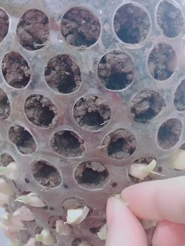 教你用“塑胶桶”种蒜苗 半个月后大丰收 又甜又好吃!