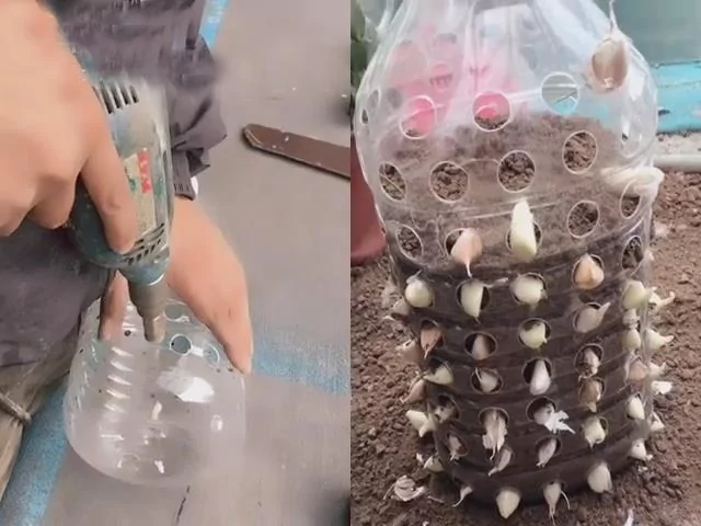 教你用“塑胶桶”种蒜苗 半个月后大丰收 又甜又好吃!