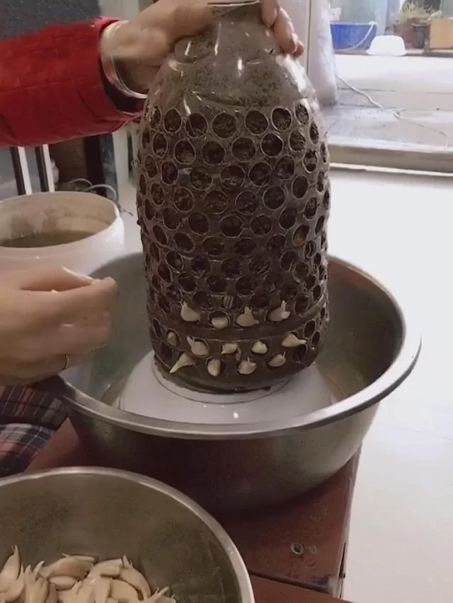 教你用“塑胶桶”种蒜苗 半个月后大丰收 又甜又好吃!