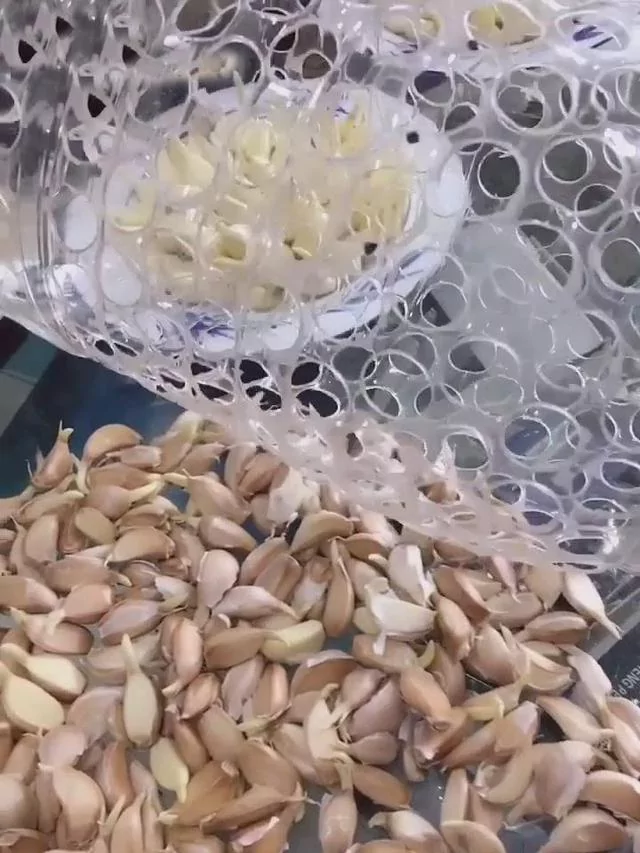 教你用“塑胶桶”种蒜苗 半个月后大丰收 又甜又好吃!