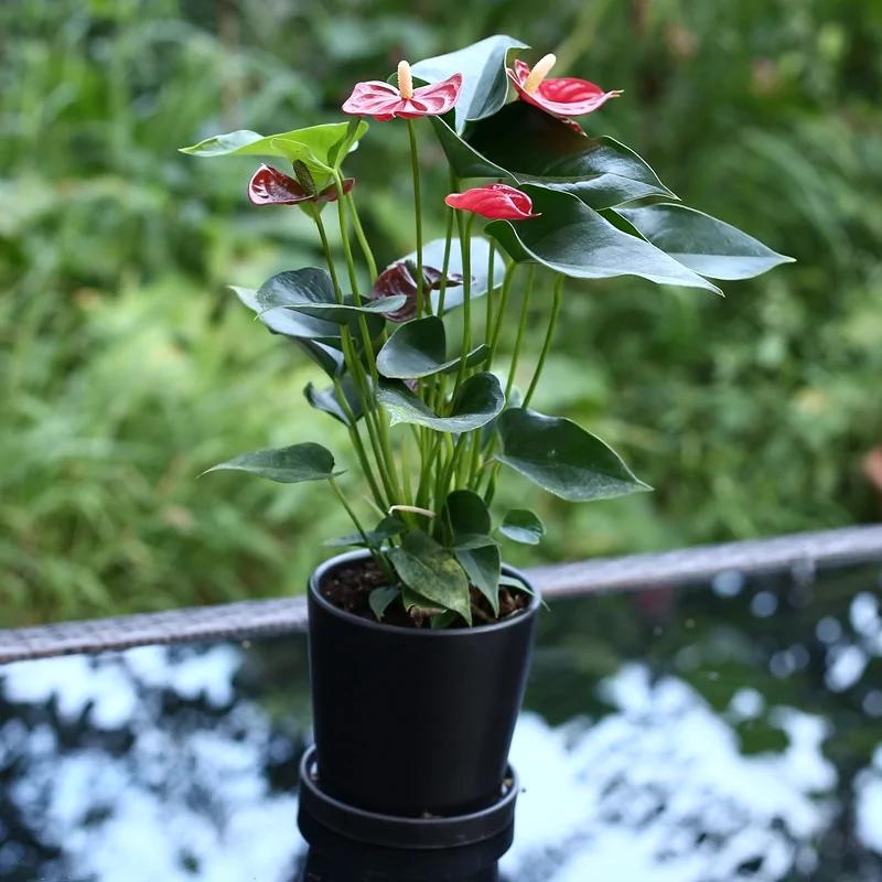 这几款盆栽 花叶并美 驱甲醛还招财