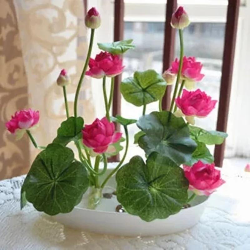 这几款盆栽 花叶并美 驱甲醛还招财