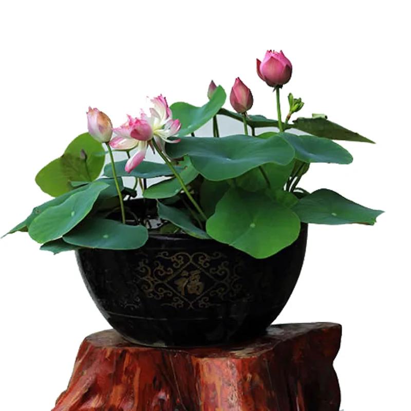 这几款盆栽 花叶并美 驱甲醛还招财