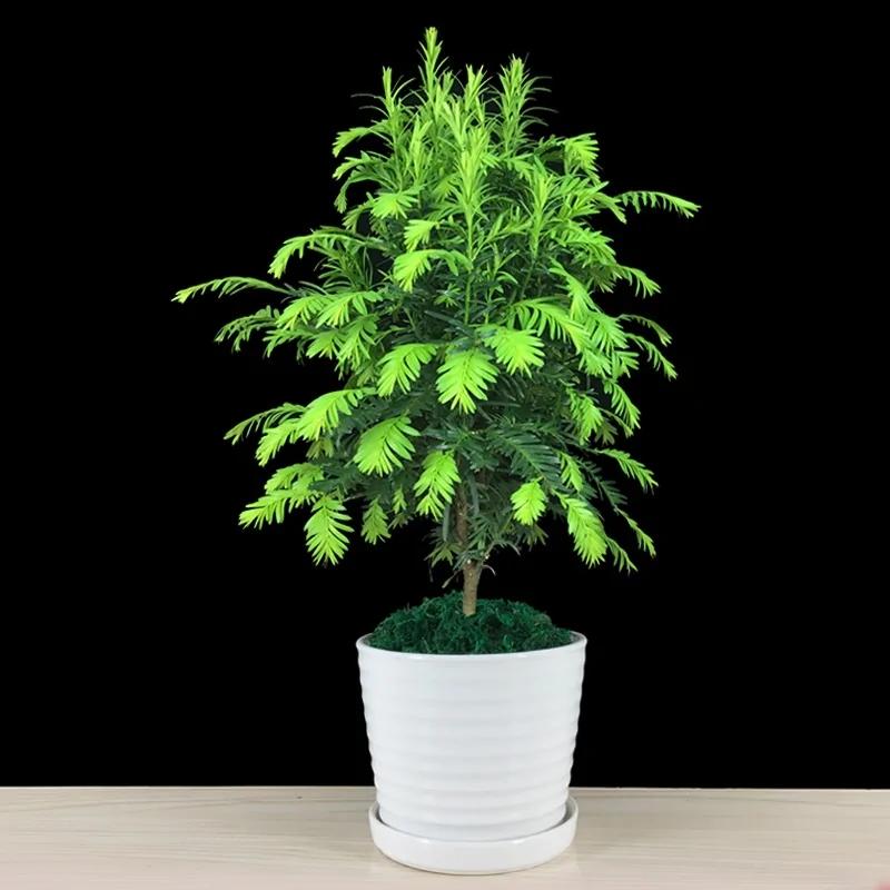 这几款盆栽 花叶并美 驱甲醛还招财