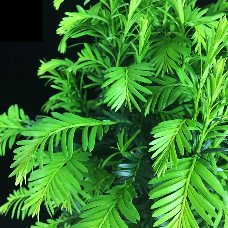 这几款盆栽 花叶并美 驱甲醛还招财