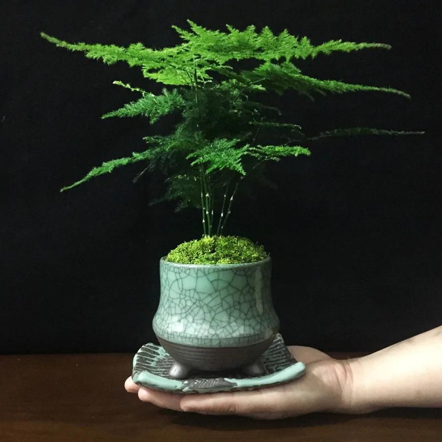 这几款盆栽 花叶并美 驱甲醛还招财