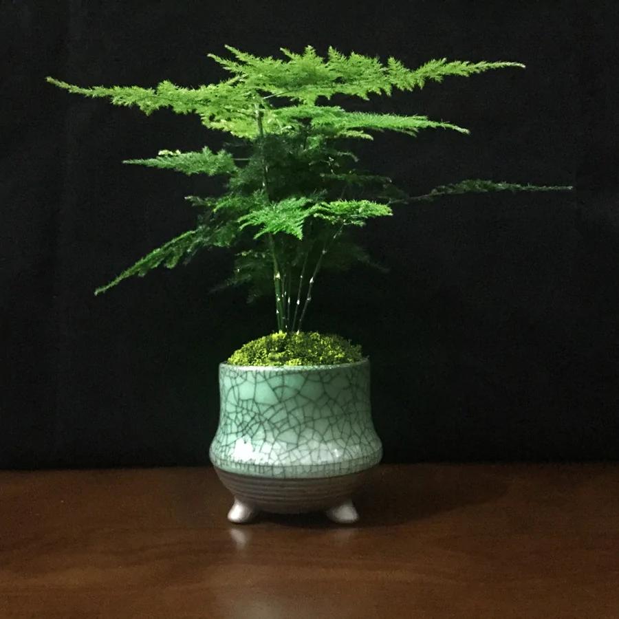 这几款盆栽 花叶并美 驱甲醛还招财