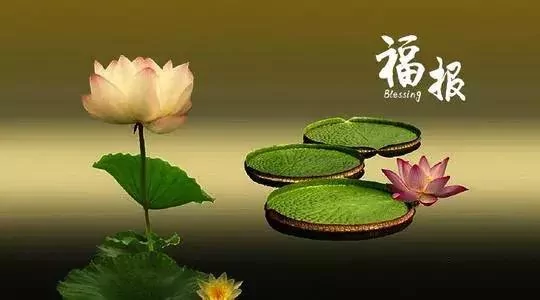 吃亏的人 总有福报 太精辟了!