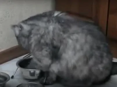 戏精胖猫!吃饱后还对着空碗用爪子拨弄 明示宠主:还想吃!