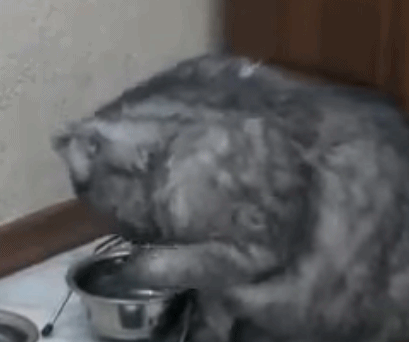 戏精胖猫!吃饱后还对着空碗用爪子拨弄 明示宠主:还想吃!