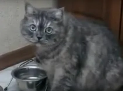 戏精胖猫!吃饱后还对着空碗用爪子拨弄 明示宠主:还想吃!