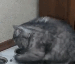 戏精胖猫!吃饱后还对着空碗用爪子拨弄 明示宠主:还想吃!