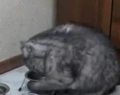 戏精胖猫!吃饱后还对着空碗用爪子拨弄 明示宠主:还想吃!