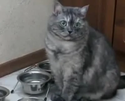 戏精胖猫!吃饱后还对着空碗用爪子拨弄 明示宠主:还想吃!