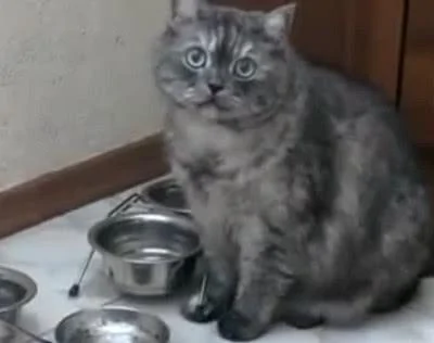 戏精胖猫!吃饱后还对着空碗用爪子拨弄 明示宠主:还想吃!