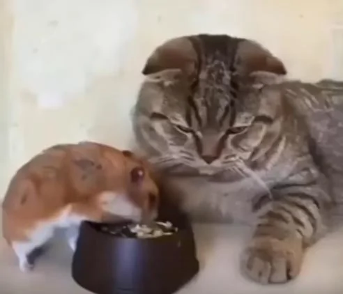 仓鼠在猫咪面前吃东西 猫咪把头转到一边 猫咪:要是主人不在…!