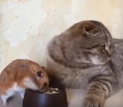 仓鼠在猫咪面前吃东西 猫咪把头转到一边 猫咪:要是主人不在…!