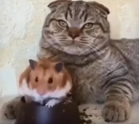 仓鼠在猫咪面前吃东西 猫咪把头转到一边 猫咪:要是主人不在…!